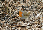 Robin