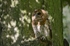 Tawny Owl