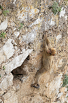 Young Barbary Macaque climbing wall, Rock of Gibraltar
