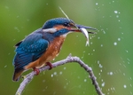 Kingfishers portfolio