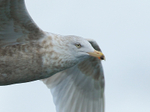 Glaucous Gull (third-winter) close-up, Grundarfjörður, Icleand