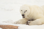Polar Bear (male) showing teeth, Churchill, Canada