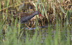 WATER RAIL HUNTING
