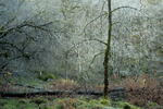 winter - Johnny Wood