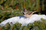 Crested Tit - Lophophanes cristatus
