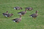 Greater (Russian) White-fronted Goose