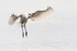 Spoonbill in flight just about to land on Brownsea Lagoon