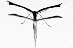 Plume moth