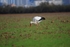 White Stork
