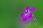 In the world of Flowers