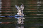 Herring Gull lands on water, Flatanger, Norway