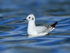 Bonaparte's Gull, Farmoor Reservoir