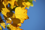Golden Leafs _76