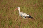White Stork