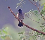 Red Vented Bulbul