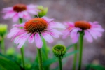 Dreaming of Cone Flowers