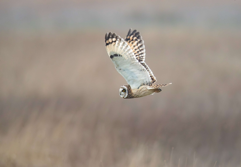 Short Eared Owl