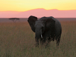 Elephant at dawn in the Mara