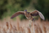 Bittern (Botaurus stellaris)