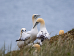 Gannets
