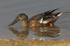 Shoveler