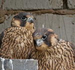 Peregrine Falcons - Falco peregrinus