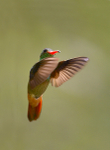 Rufous-tailed Hummingbird 3