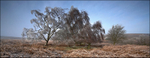 The Weeping Tree