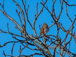 Redwing