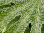 P40500480095