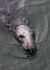 MMP004: Grey Seal