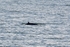 Minke Whale