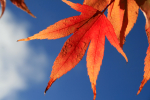 Westonbirt _WB015