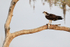 Osprey with fish in tree, Blue Cypress Lake, Florida