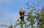 Red Kite