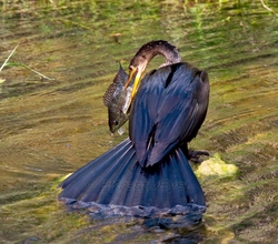 Birds 052