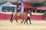 SBM_16652
