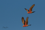 Galahs in Flight 3