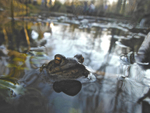 Common toad portrait_094