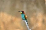 European Bee-eater