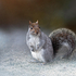 Winter squirrel