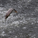Leaping Salmon at Shrewsbury weir