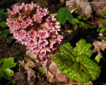 Butterbur (02)