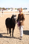 Class 206 - IH Non Show Type Pony portfolio
