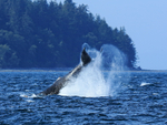 Humpback Whale tail-slapping, Johnstone Strait, Canada