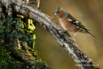 Chaffinch m 140116 27