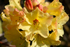Yellow Rhododendron - DSC_7233_00013