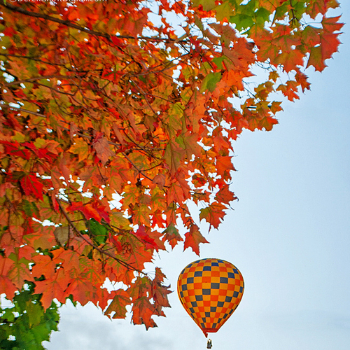 Autumn leaves already starting to pop on September 11th, on the Sunday evening launch of the 2022, 35th annual Atlant…