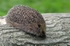 Hedgehog