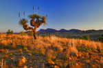 Yakka tree-2-HDR-8391